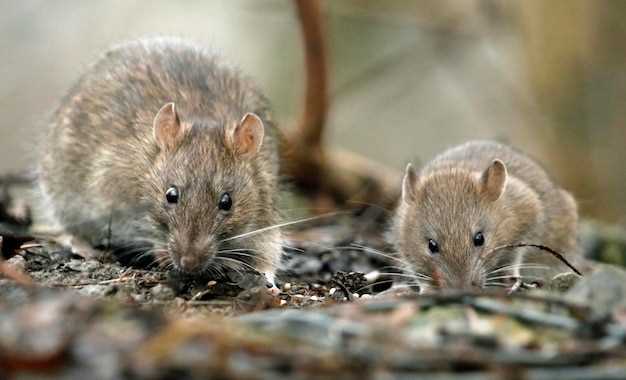 Comment les rêves des souris grises impactent-ils leur santé ?