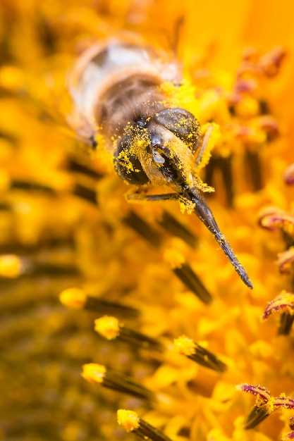 Piqué par une abeille dans le cou en rêve : quelle signification ? Décryptage et analyse