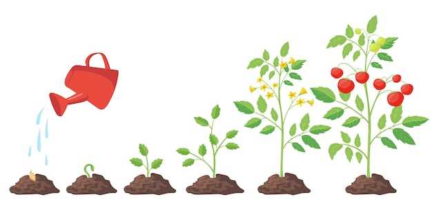 Planter des semis de tomates en pleine terre : que représente-t-il ?