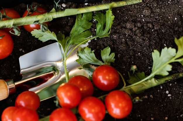 Planter des semis de tomates en pleine terre en rêve : quelle signification ?