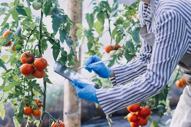 Tomates vertes