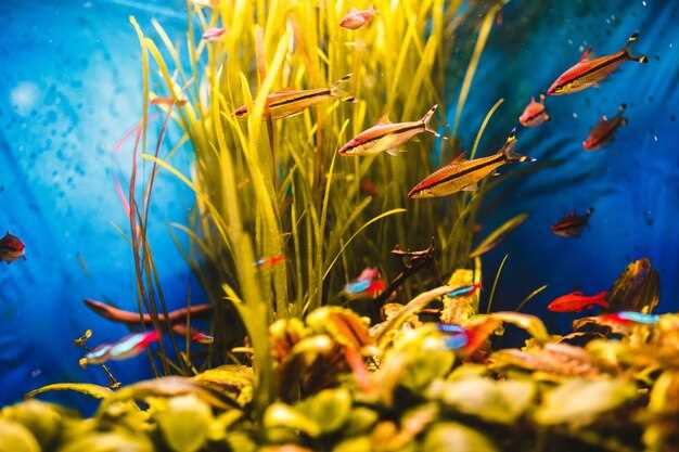 Poissons tropicaux : la signification des couleurs dans l'aquarium