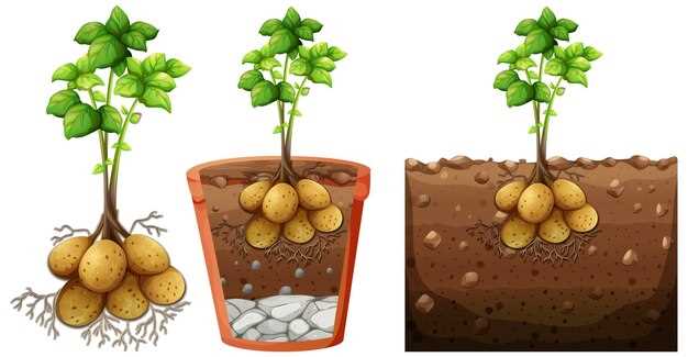 Les pommes de terre creusées en rêve et la santé