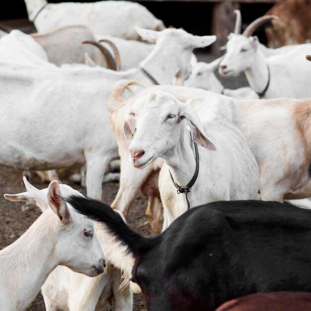 Les poulains et leur signification dans le monde du rêve