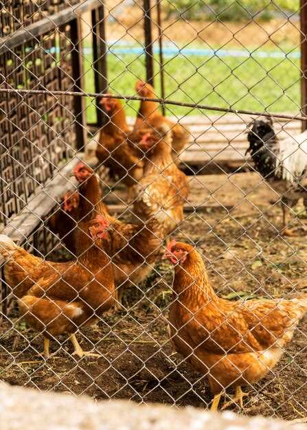 Les poulets dans la maison en rêve et la prospérité financière