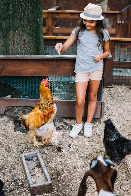 Le poulet comme symbole de nourriture et de soin