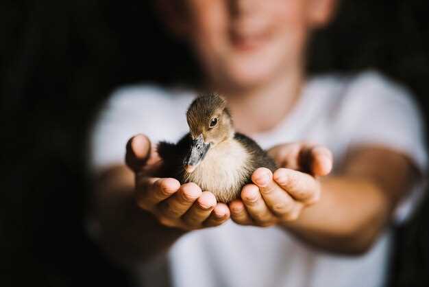 Les différentes espèces d'oiseaux et leur signification dans les rêves