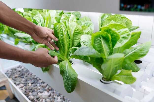 Pousses de chou dans le potager en rêve : quelle signification ?