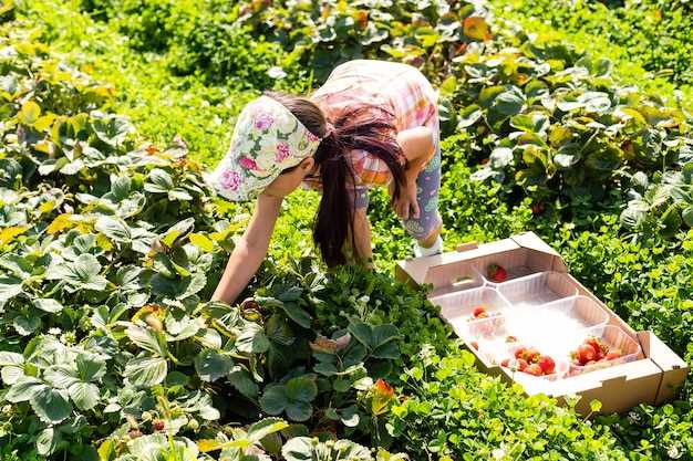 Le rêve de la prairie de fraises