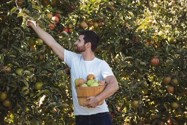 Rêver de récolter des pommes : quel est son lien avec vos désirs et aspirations ?