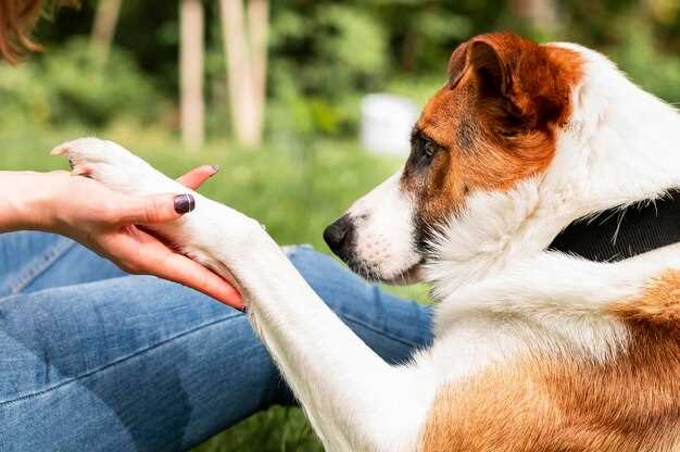 La récupération d'un chiot et la notion de responsabilité