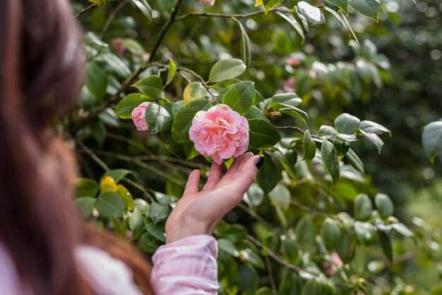 La Rose de Damas : une invitation à la sensualité et à la beauté