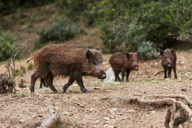 L'agressivité et la colère associées au sanglier en rêve