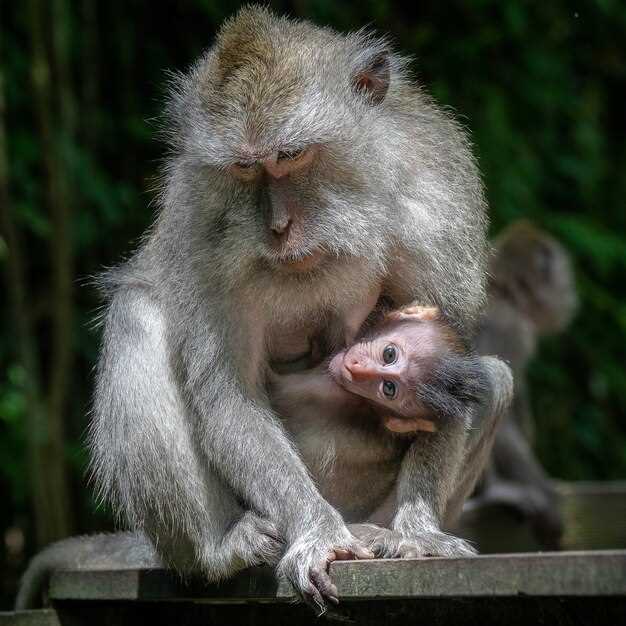 La symbolique du singe dans les cultures et les croyances