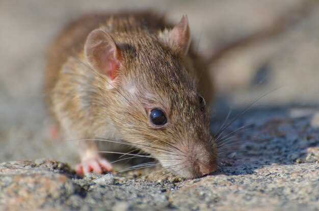 La signification des rêves de souris domestiques