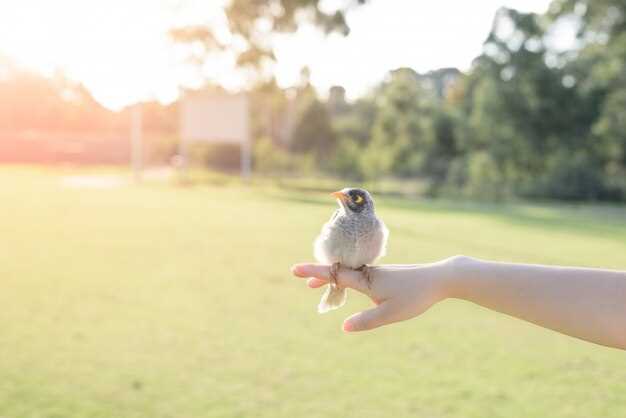 Symbolisme du pigeon dans les rêves