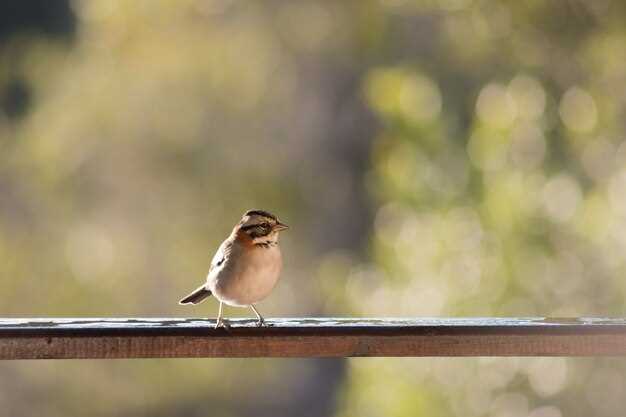 Les différentes espèces d'oiseaux