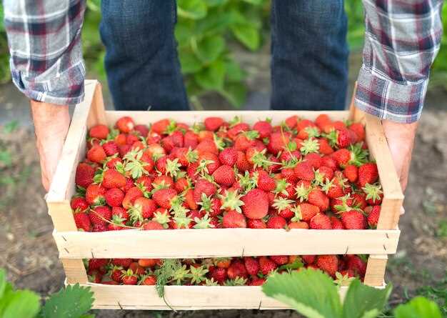 Les différentes interprétations des fraises en rêve :