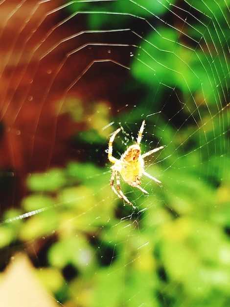 L'araignée comme symbole de créativité