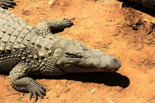 Le rêve de tuer un crocodile comme métaphore