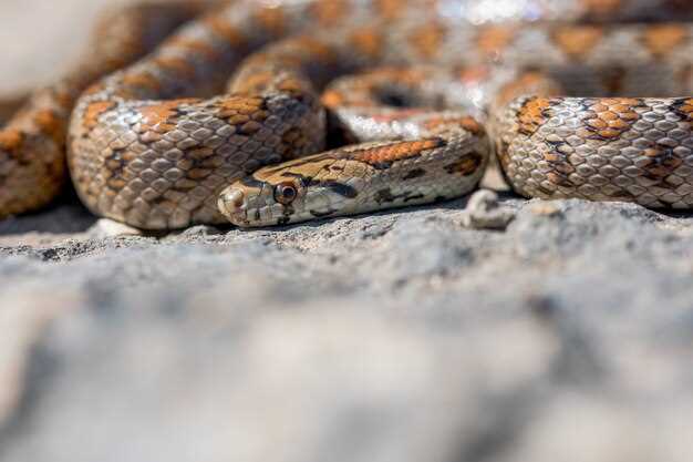 Le rêve d'un anaconda dans la maison comme un avertissement