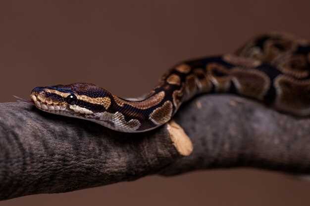 Les différentes interprétations du rêve d'anaconda dans l'eau