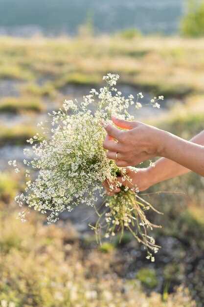 Le saule dans la culture populaire