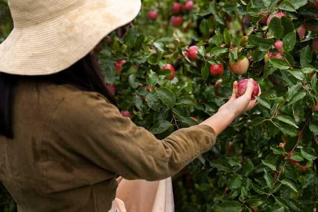 Le terrain et l'environnement du champ de fraises