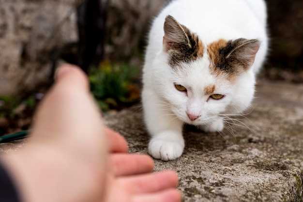 Le chat sans pattes avant