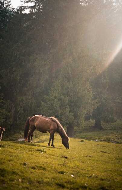 Rêves de chevaux