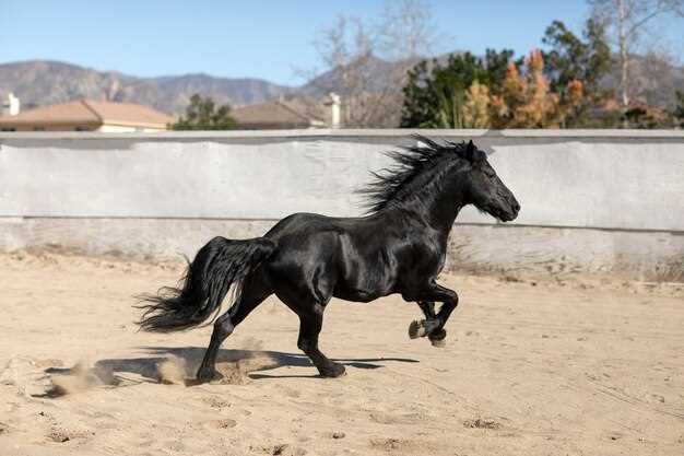 Un cheval noir et les croyances populaires