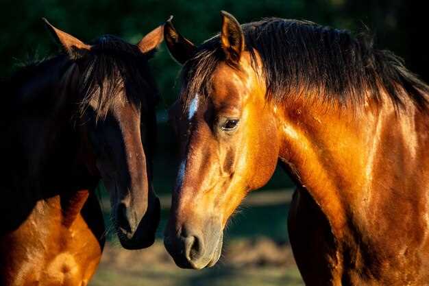 Les rêves de chevaux noirs chez les artistes