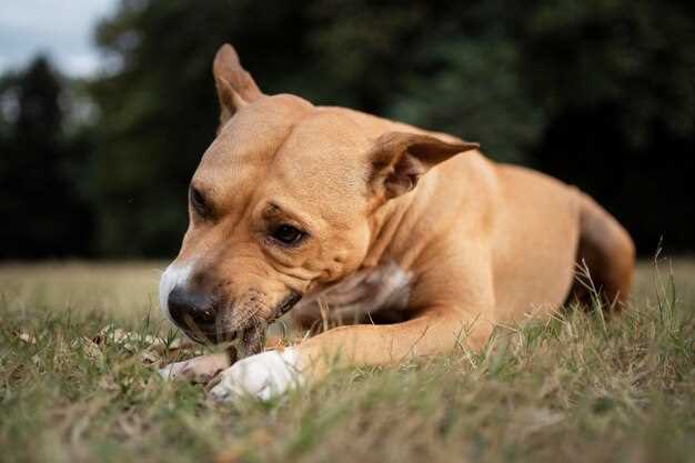 La symbolique du chien dans l'imaginaire collectif