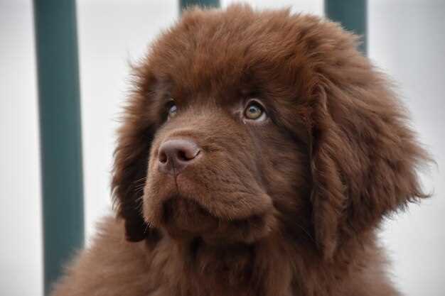 2. Le chien roux hirsute comme symbole de protection et de garde