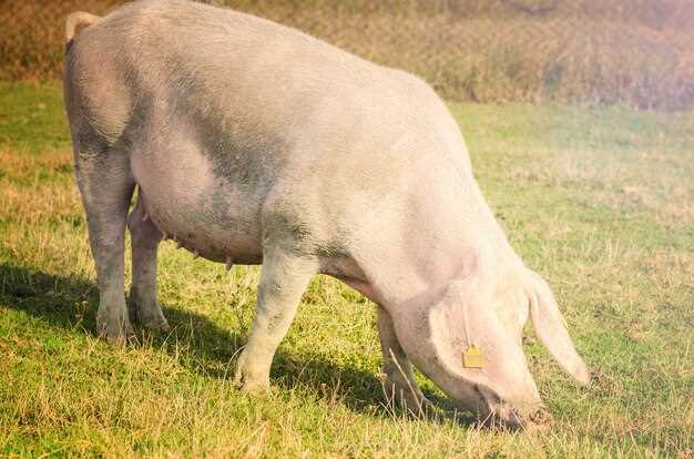 Qu'est-ce que signifie le rêve d'un gros porc vivant ?