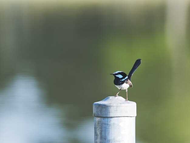 L'oiseau dans la fenêtre en rêve : une invitation à l'exploration intérieure