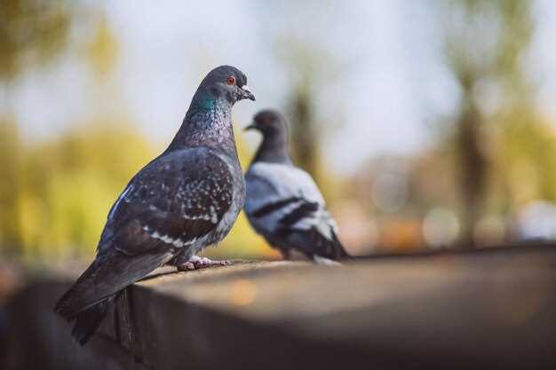 Pigeon marron