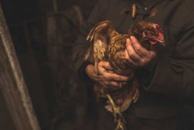 Poulet blessé dans la culture populaire