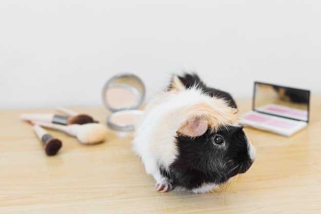 Le rat blanc comme symbole de nouveauté