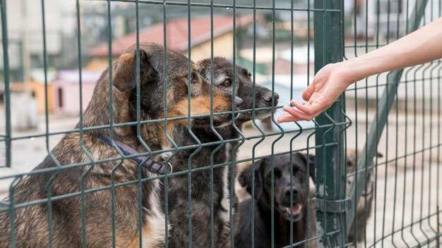 Exemples de rêves avec un rat rouge en cage :