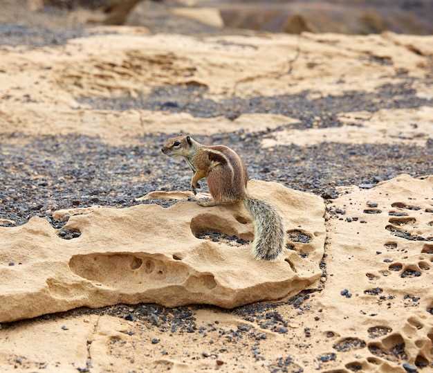 L'interprétation du serpent rampant dans le sable