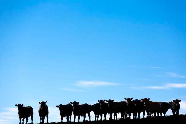 Les vaches noirs représentent-elles le pouvoir ou l'autorité en rêve ?