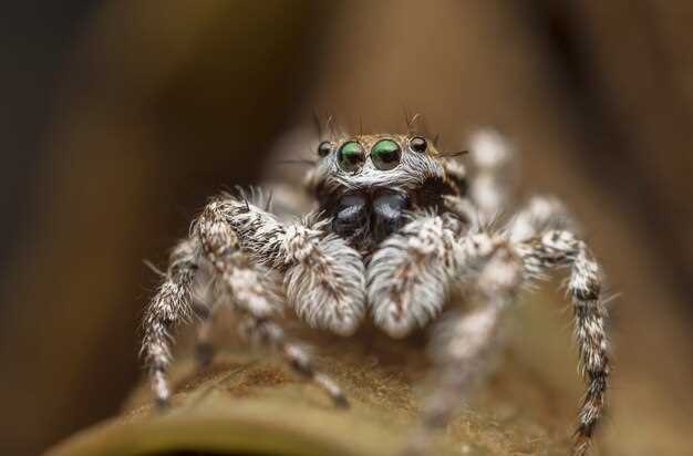 Les peurs et les phobies associées aux araignées