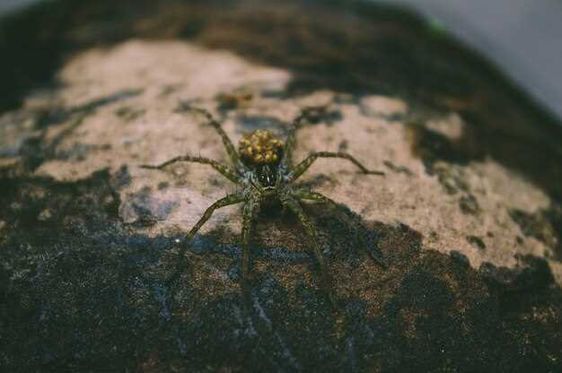 Les rêves positifs avec des araignées