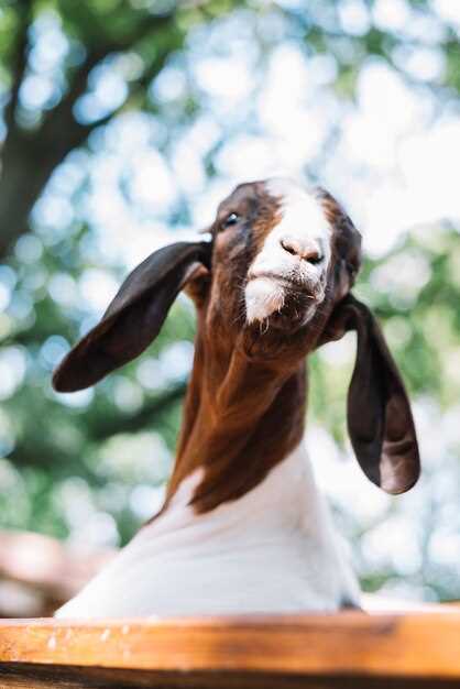 Signification des animaux dans les rêves