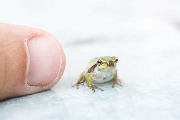 Grenouille blanche dans la maison en rêve