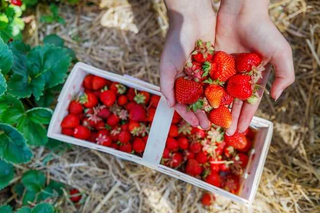 Les significations symboliques des fraises dans les rêves