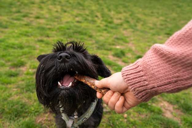 Signification de la morsure de chien