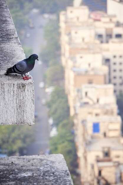 Symbolisme des pigeons en général